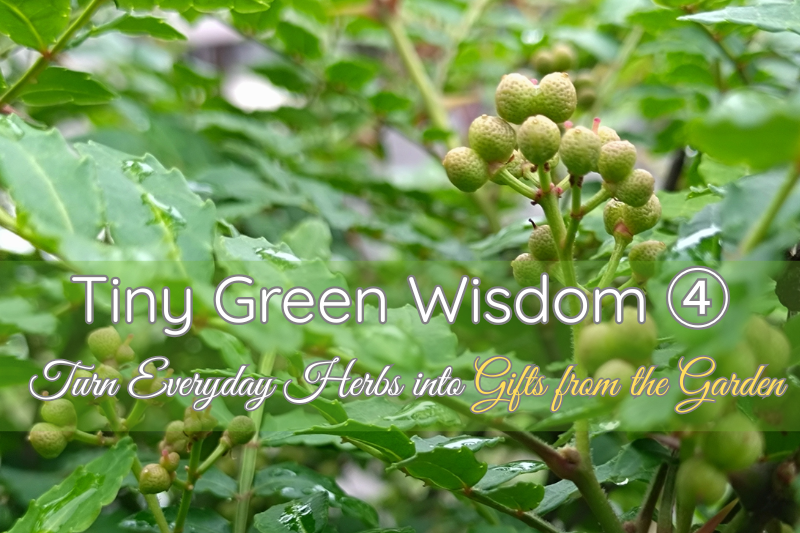 Fresh sansho berries with morning dew – Tiny Green Wisdom ④: Turn Everyday Herbs into Gifts from the Garden