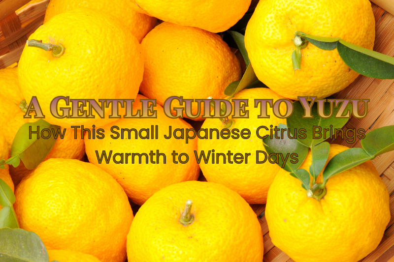 A basket filled with fresh yellow yuzu citrus fruits with green leaves, arranged closely together and glowing in warm natural light.
