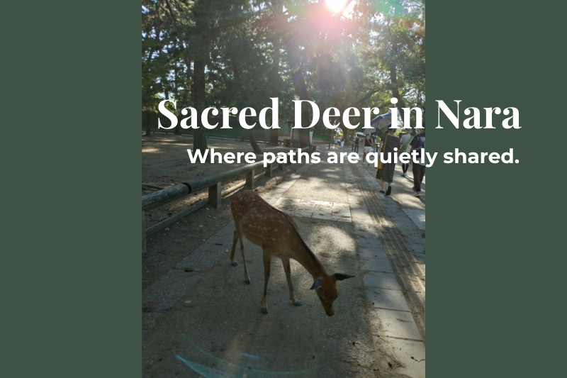 A quiet glimpse of Nara, where deer and people share the same paths, gently blending the sacred and everyday.