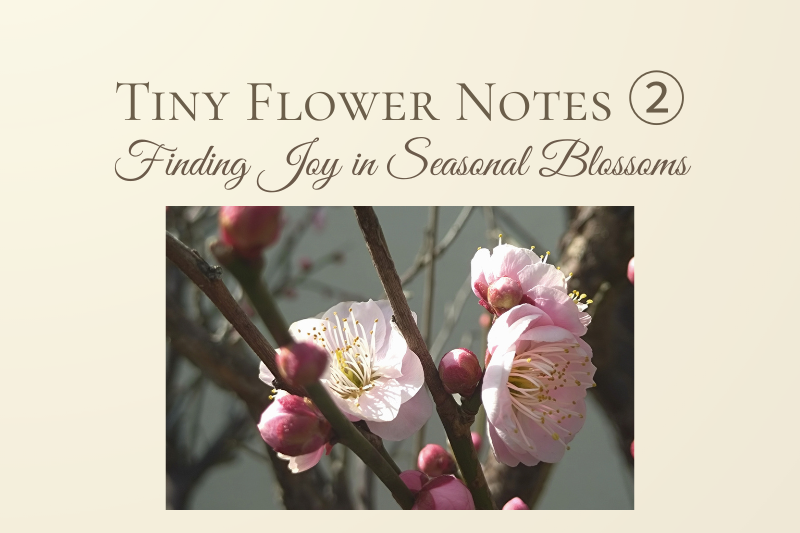 Pink plum blossoms opening on branches in early spring – Tiny Flower Notes series