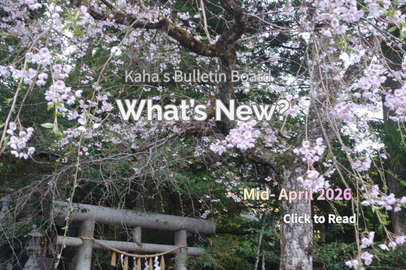 Cherry blossoms hanging over a torii gate at a quiet Japanese shrine in soft spring light