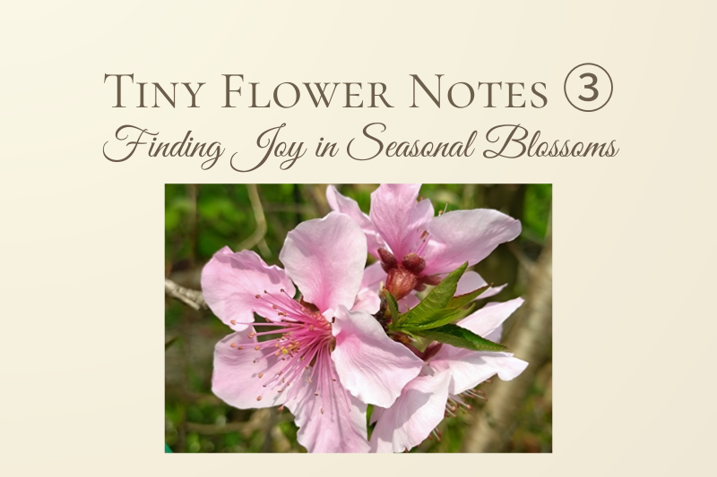 Peach blossoms (Momo) blooming in early spring garden in Japan