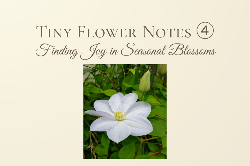 Soft beige title image for “Tiny Flower Notes ④ – Finding Joy in Seasonal Blossoms,” featuring a white clematis flower blooming among green leaves and vines in a quiet garden setting.