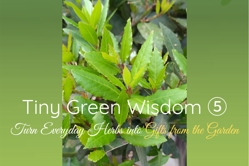 Fresh green bay laurel leaves and new spring growth glowing in soft sunlight, featured in Tiny Green Wisdom ⑤ about everyday herbs and seasonal garden living in Japan.