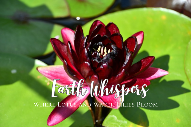 Earth Whispers cover featuring a deep red water lily blooming among bright green lily pads, with the title "Earth Whispers" and the subtitle "Where Lotus and Water Lilies Bloom." The article explores lotus and water lilies in France and Japan, highlighting their beauty, differences, and quiet reflections across cultures.