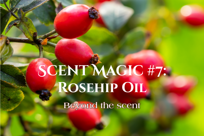 Ripe rose hips on a wild rose branch with the title "Scent Magic #7: Rosehip Oil – Beyond the Scent," introducing the botanical benefits of rosehip oil for everyday skincare.