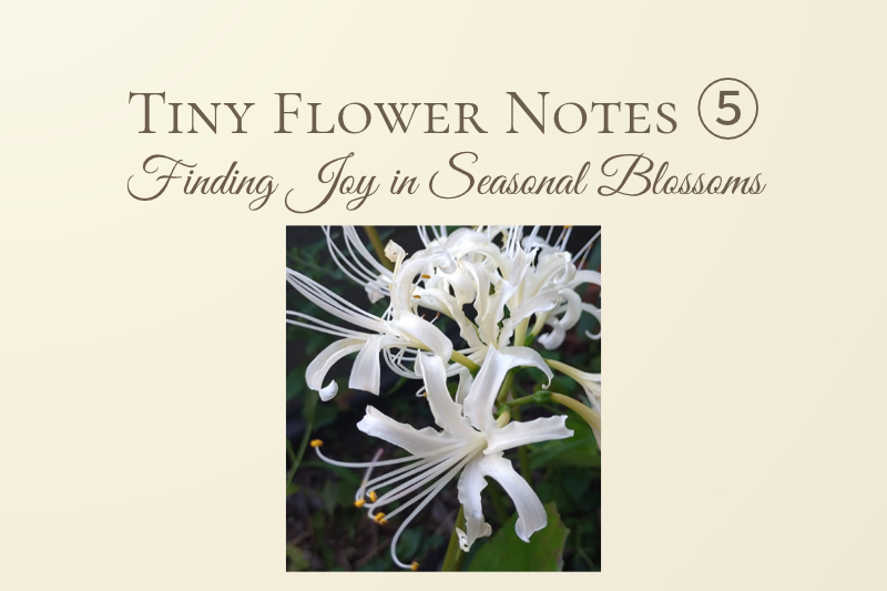 White higanbana flowers blooming in Kaha’s garden, featured on a cream-colored Tiny Flower Notes ⑤ cover.