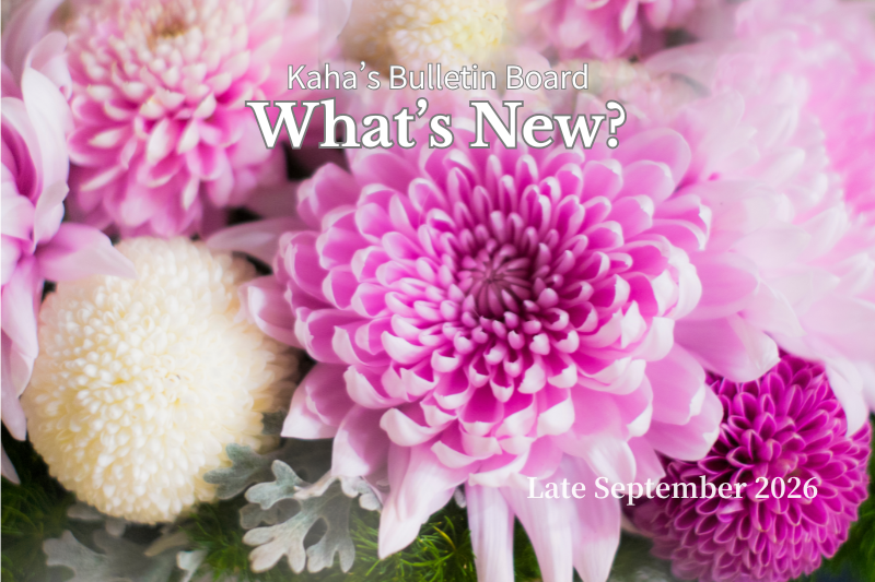 Pink and white chrysanthemums fill the image, with overlaid text reading “Kaha’s Bulletin Board — What’s New? — Late September 2026.”