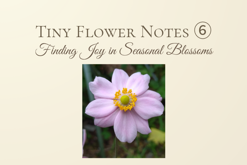 Tiny Flower Notes ⑥ cover image featuring a delicate pink Shūmeigiku (Japanese anemone) with a golden-yellow center, set against a soft cream background with the words “Finding Joy in Seasonal Blossoms.”
