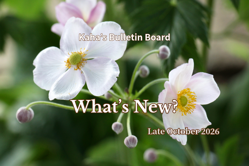 Soft pink and white Japanese anemone flowers with green foliage, featuring the title “What’s New? — Late October 2026” for Rainbow Awakening.